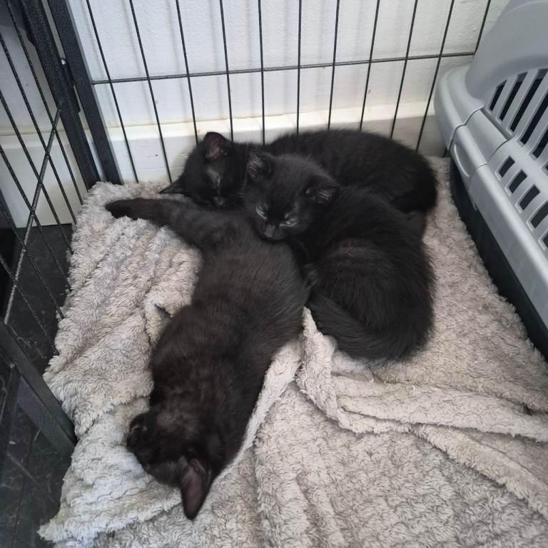 Beautiful kittens 
