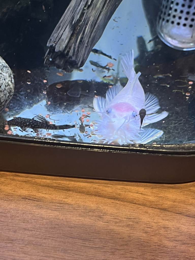 Angels & Bristolenose plecos