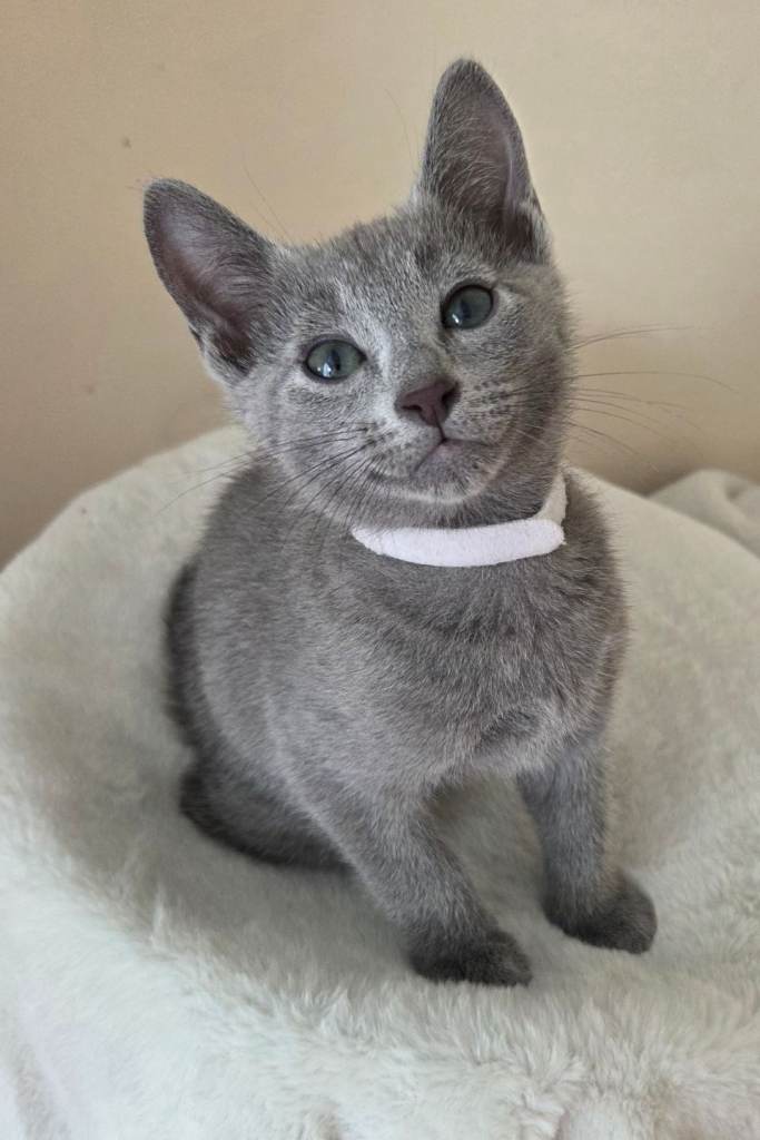  Russian Blue Kitten – TICA Registered, Champion Line – Ready Soon