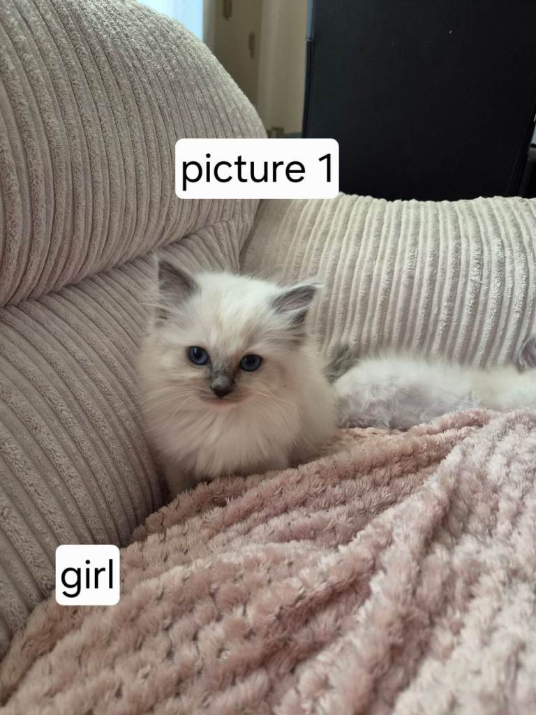 Pure ragdoll nearly 8 weeks