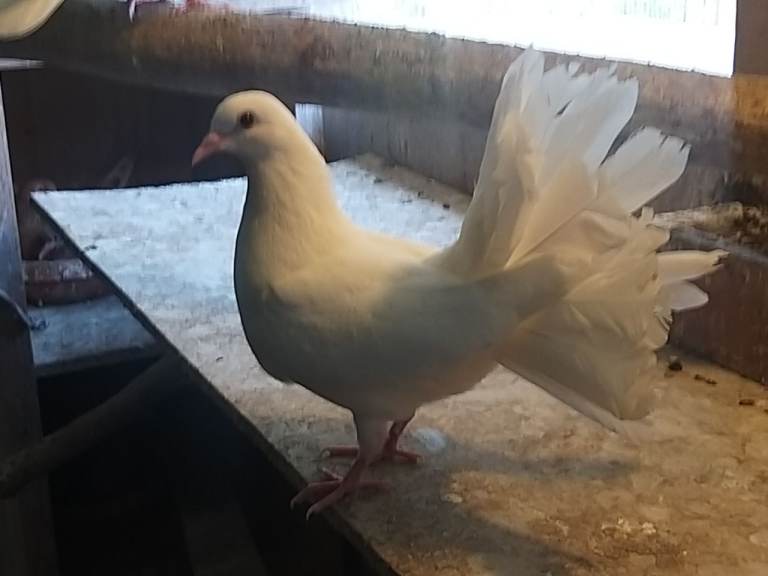 Fantail pigeons for sale 