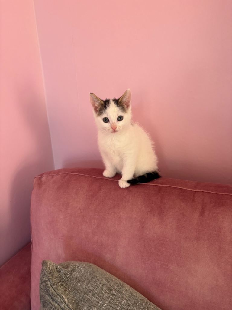 beautiful kitten