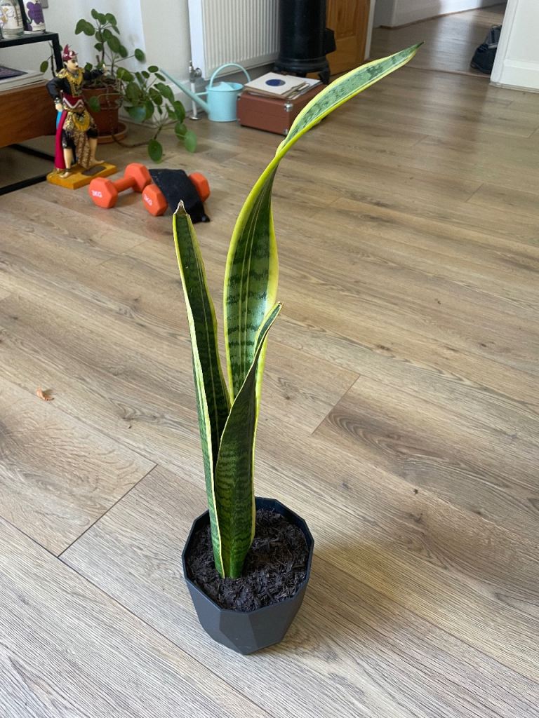 Variety of Healthy House Plants for Sale