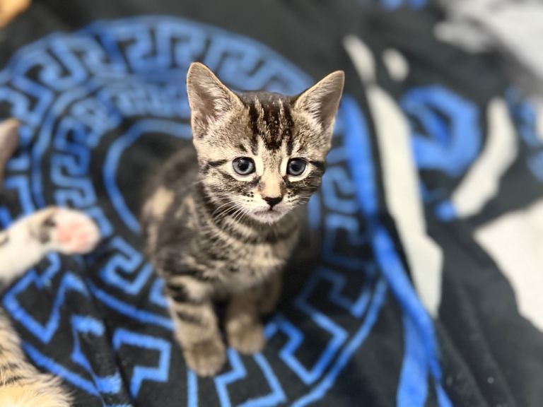 STUNNING FEMALE BENGAL CROSS KITTENS