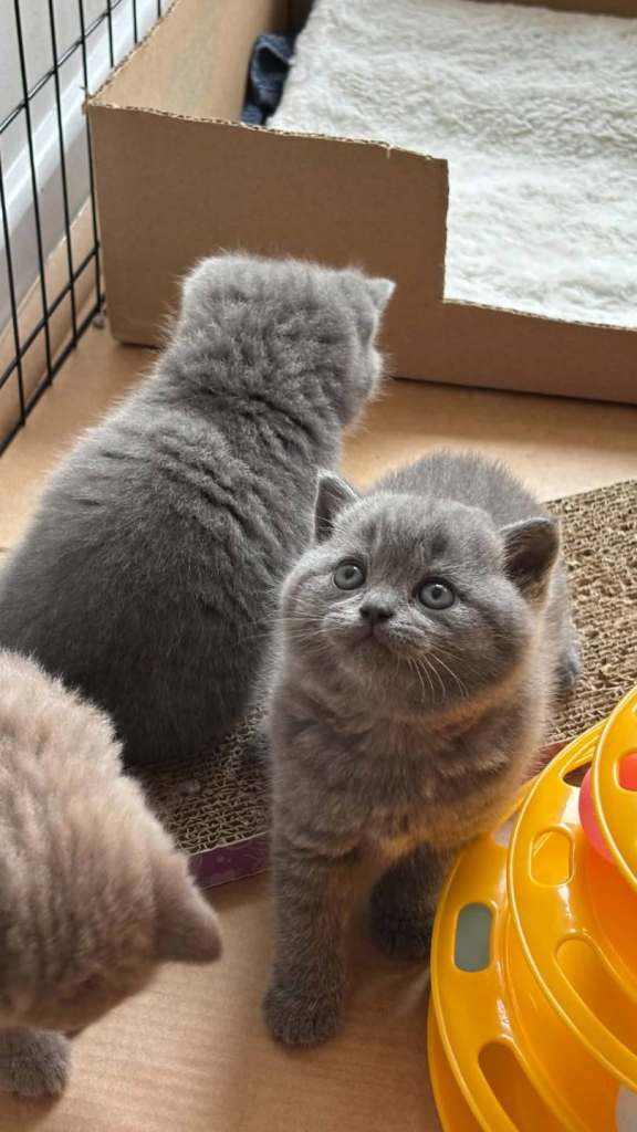 Blue 💙British shorthair kittens 