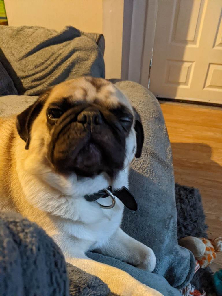 Dog needing forever home 