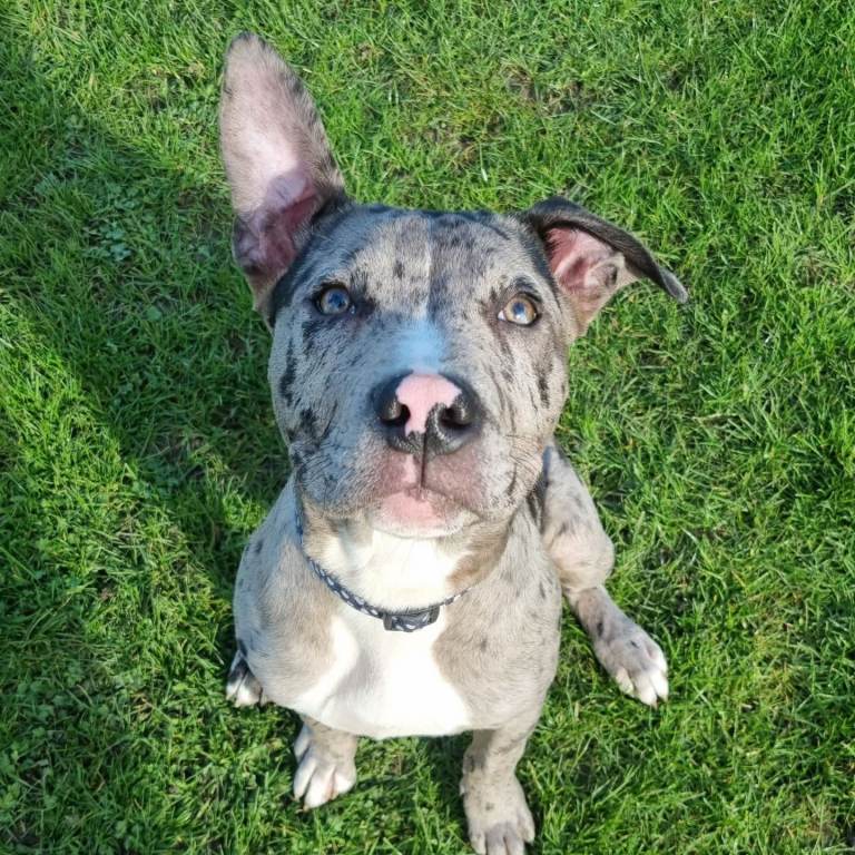 Dog staffy x puppy