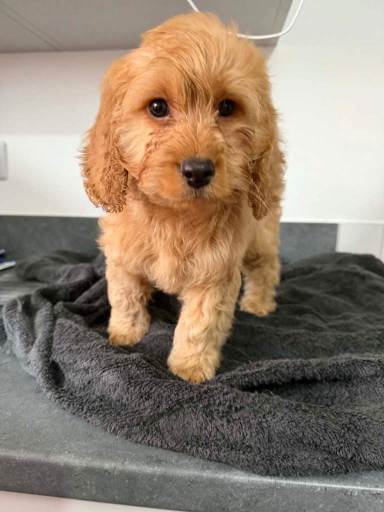 Cavapoo Ready to leave 