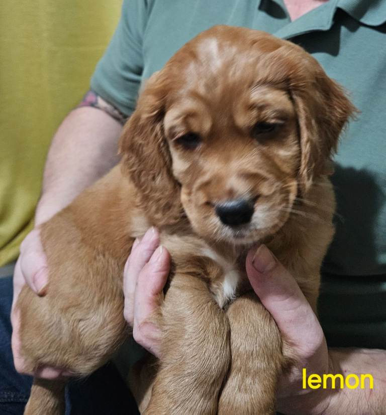 Stunning cocker spaniels for sale. 
