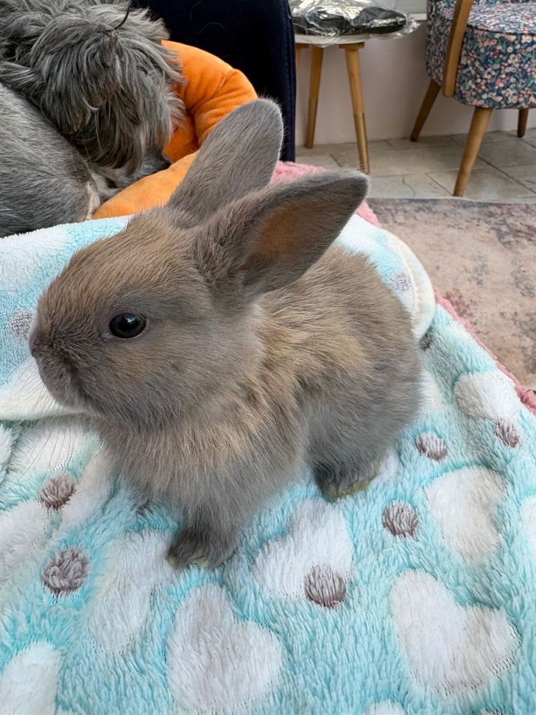 Lions lop- vaccinated 
