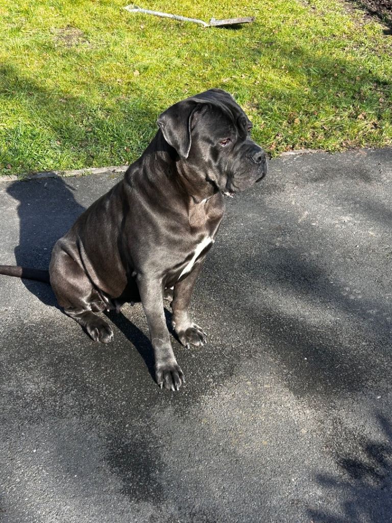 Cane corso 