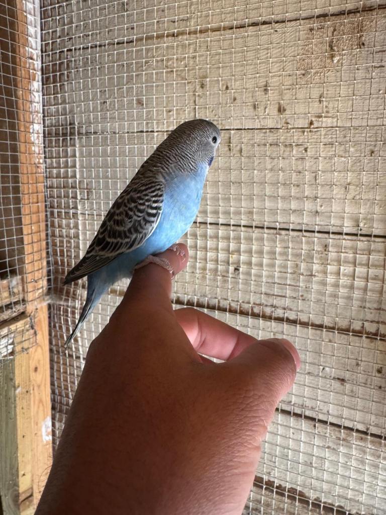 Baby budgies for sale £40 each collection mk404nn