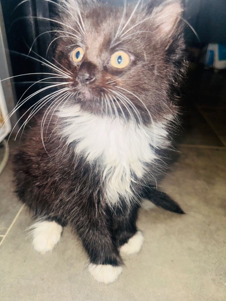 Adorable 9 week old kittens looking for their forever home 🏠 