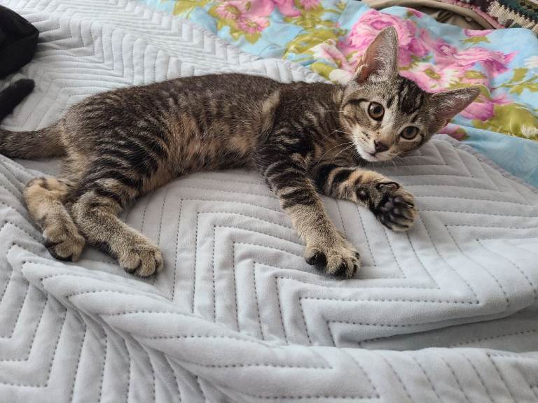 kittens 
