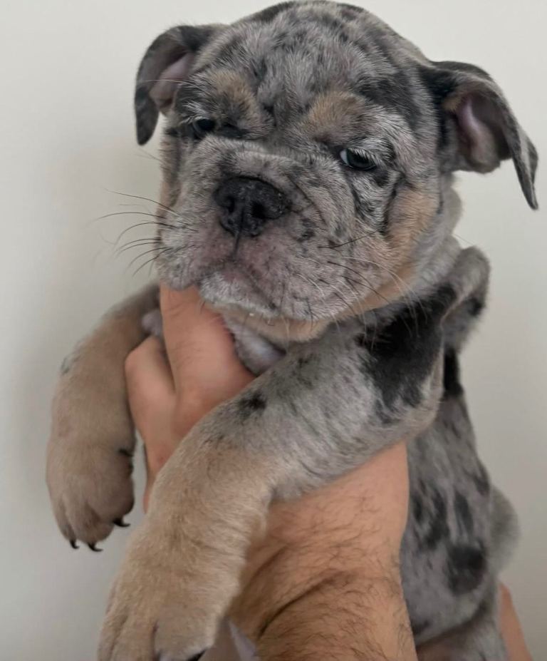 New English bulldog