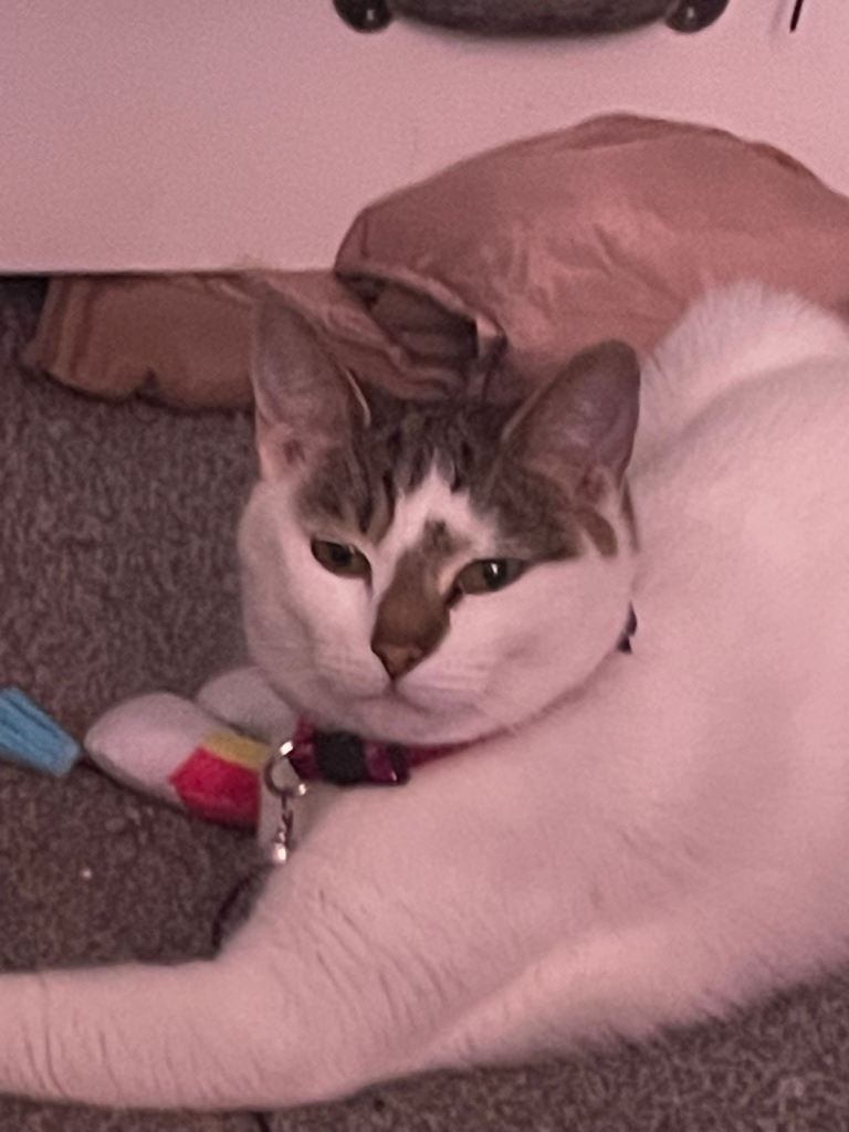 Female cat
