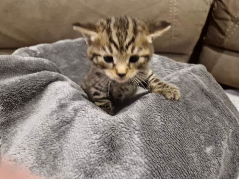 Adorable 2-Month-Old Tabby Kitten Looking for a Loving Home 🐾