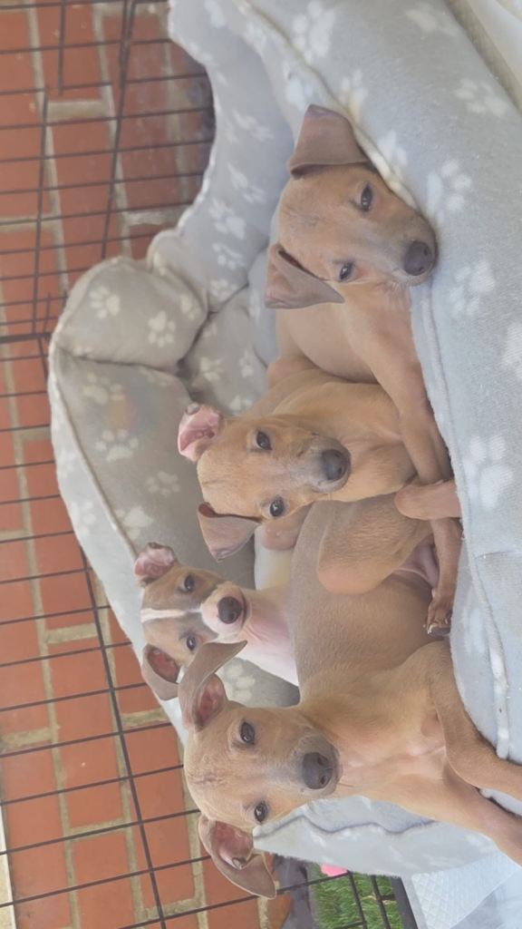 Italian greyhound for sale 