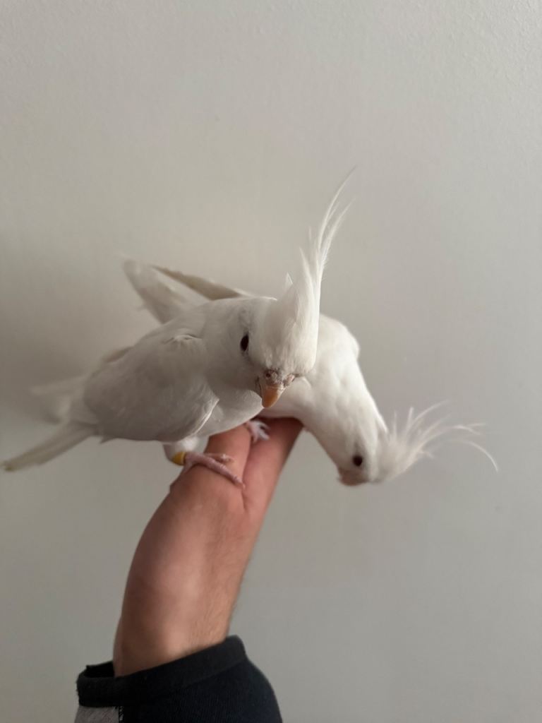 Beautiful cockatiels for sale 