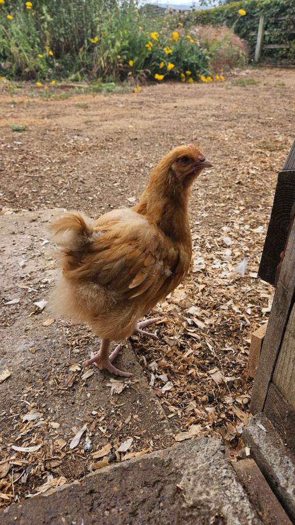 Purebred Buff Orpington Cockerals (3 available)
