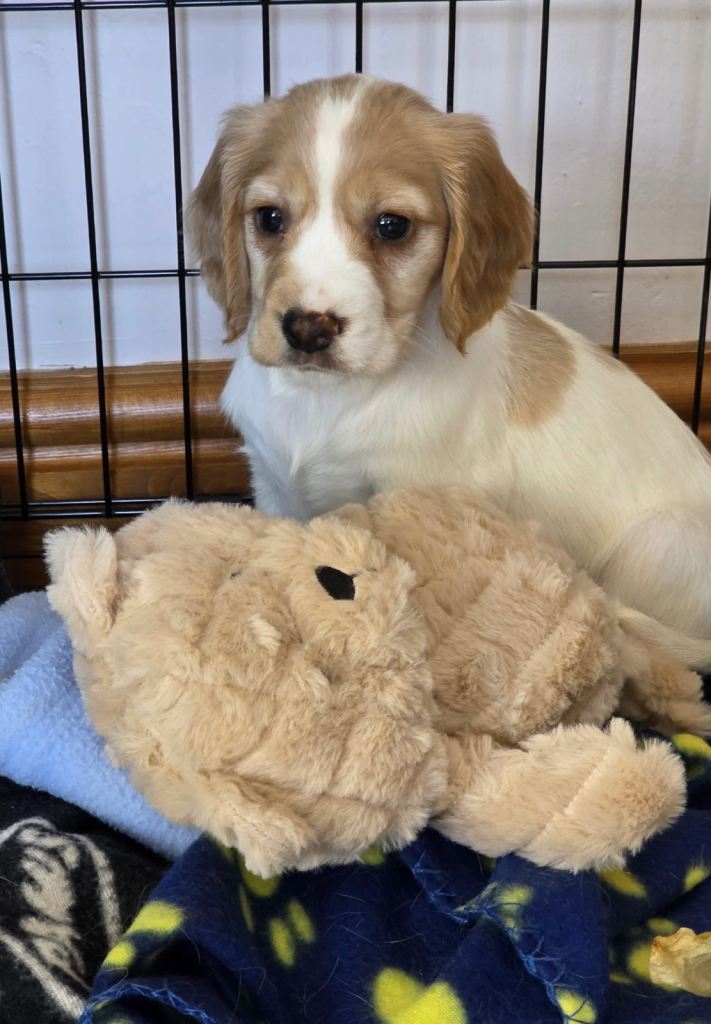 Cocker Spaniel Puppies for Sale