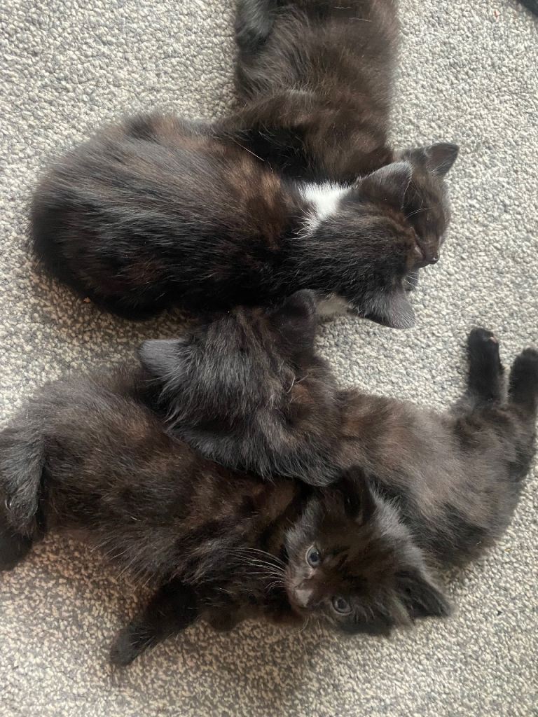 Kittens 