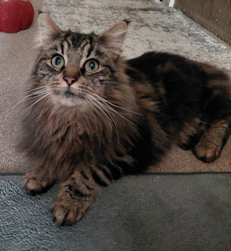 Maine coon cross Bengal
