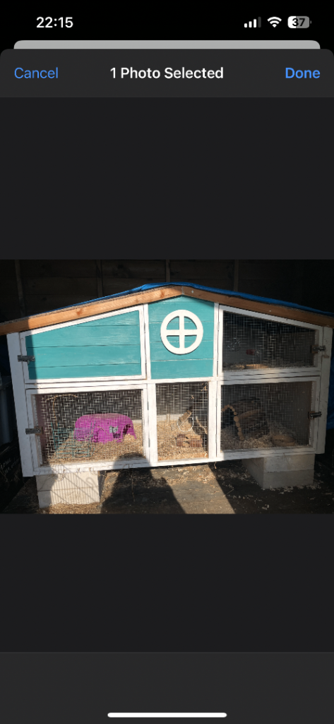 Guinea pig house 