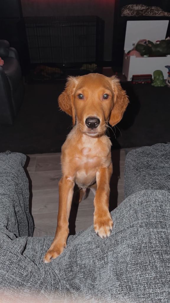 Full KC golden retriever