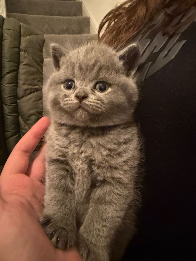 British ShortHair Kittens