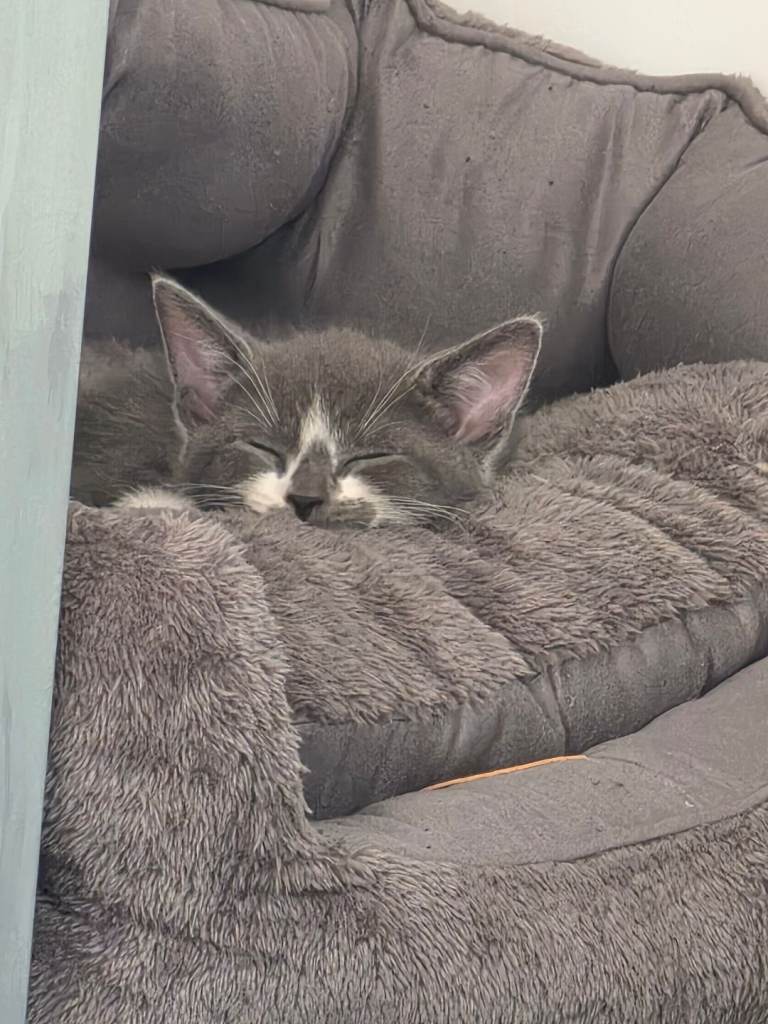 Kittens for sale 