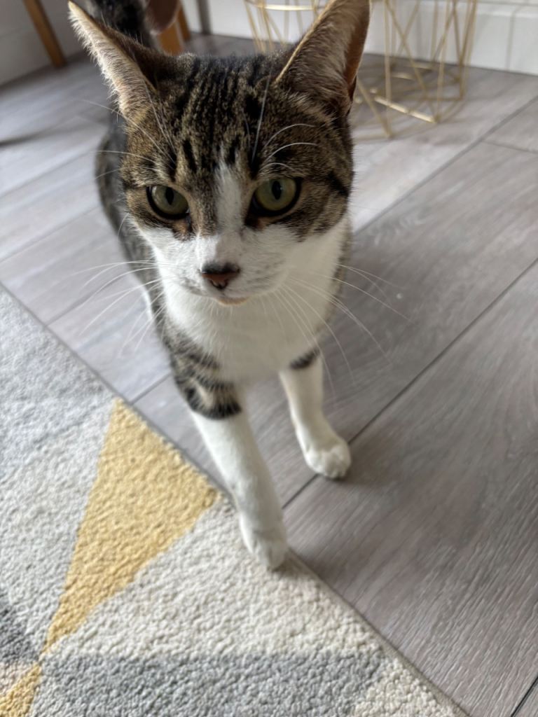 Tabby white Female Indoor & Outdoor Cat