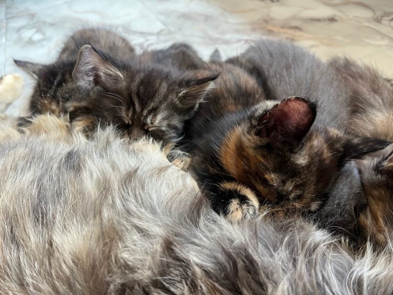Half Maine coon kittens all females 