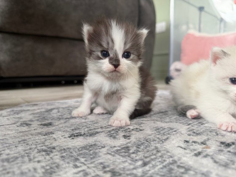 (2 left)Ragdoll mix breed kittens 