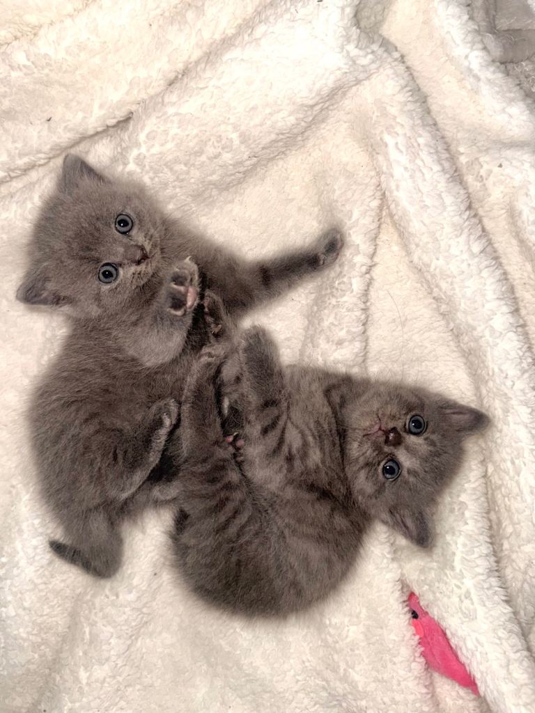 British shorthair kittens - ready to go 3rd October 