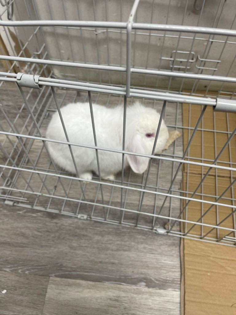 Lionhead rabbit