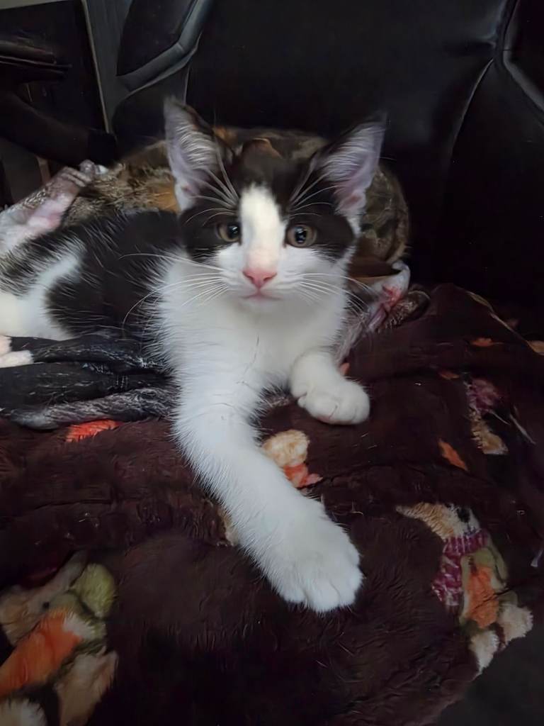 10 weeks old , very fluffy kiteens ready to go now