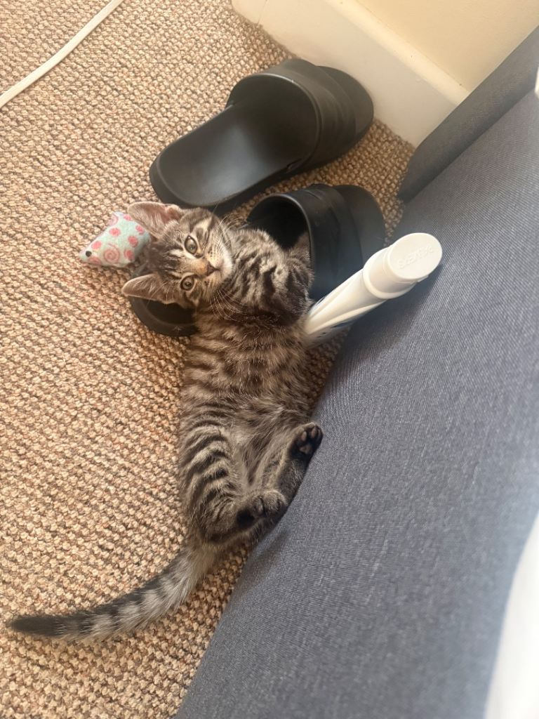 Kitten for sale 