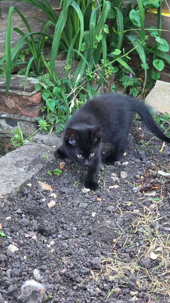 Cat for sale