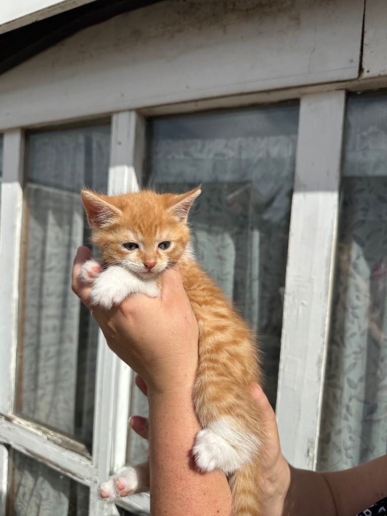 SELLING 2 MALE KITTENS 