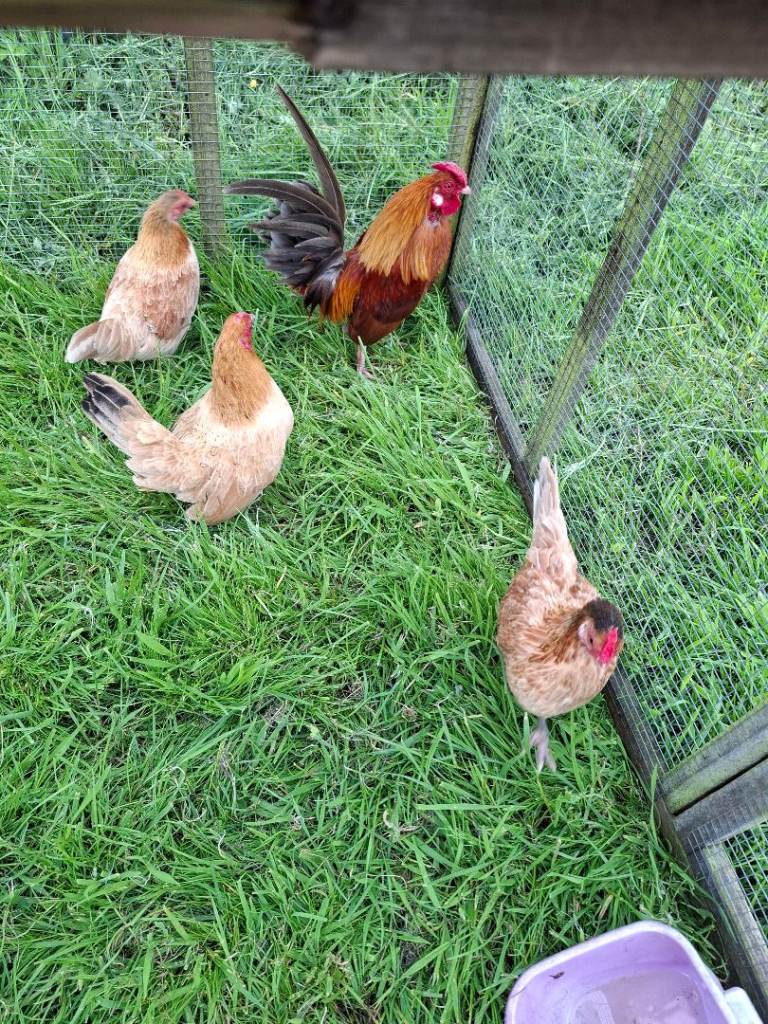 Serama hens and Cockerel