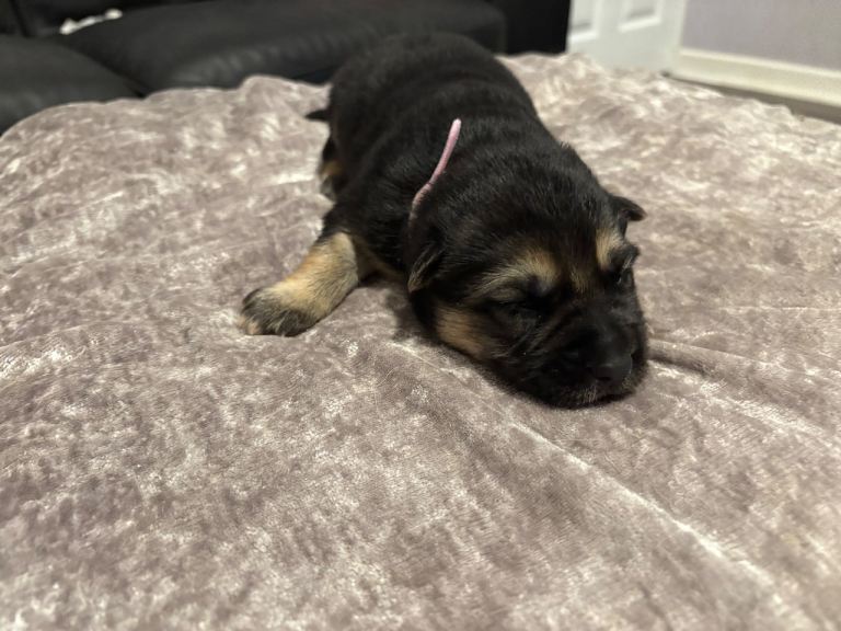 4 stunning German shepherd pups left ready now