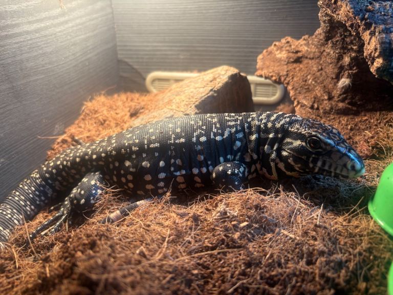 Black and white tegu 
