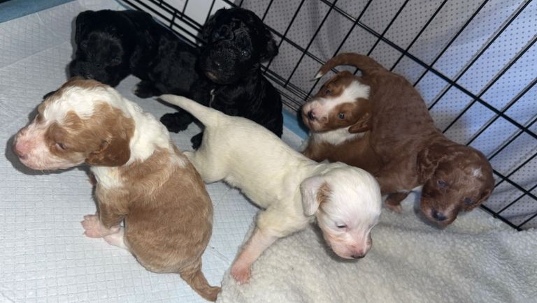 Beautiful F2 cockapoo puppies available ❤️