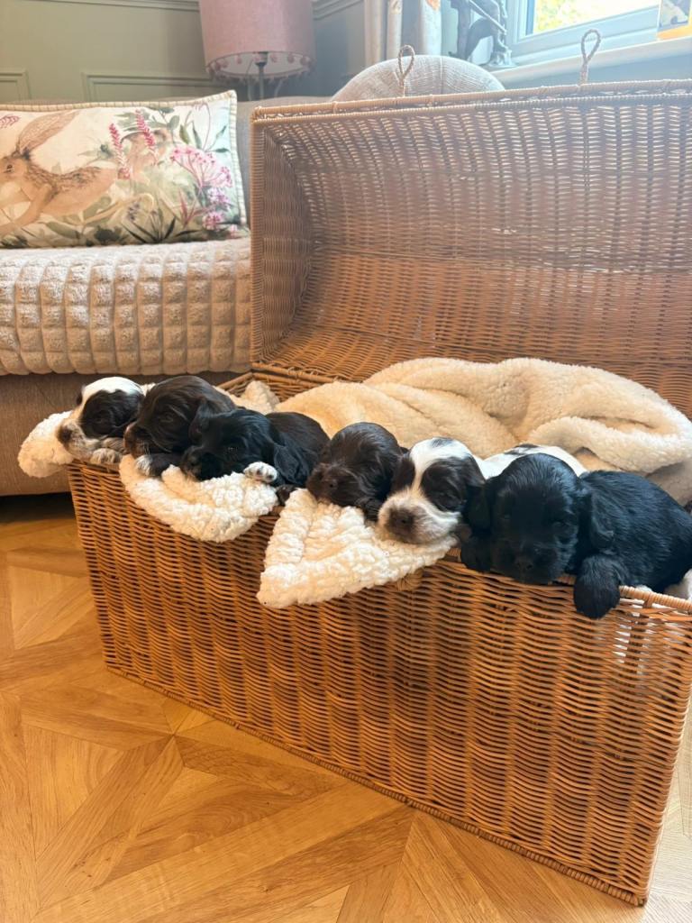 Cockapoo Puppies