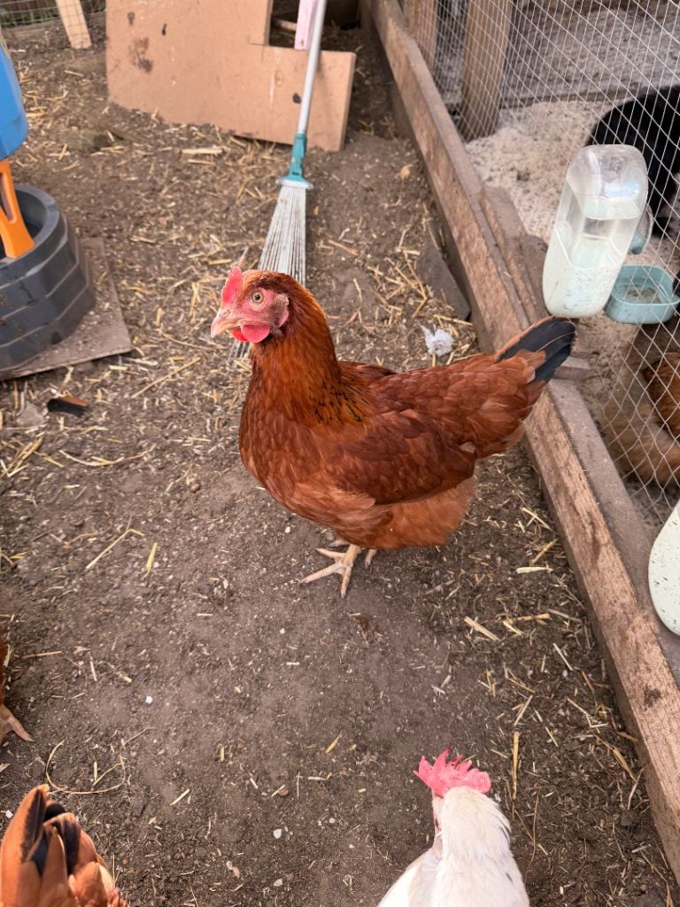 POL 22 weeks Bovan brown 