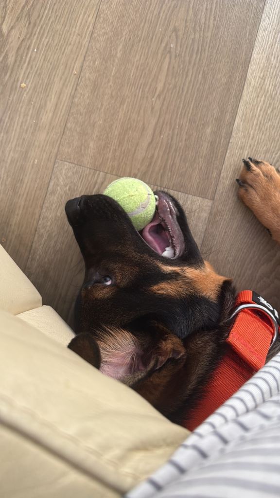 4 month old Rottweiler cross German shepherd 