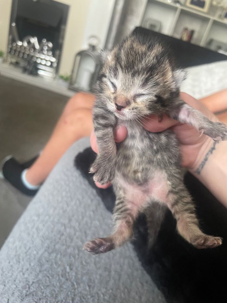 Kittens 