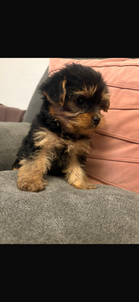 Miniature Yorkshire terrier 