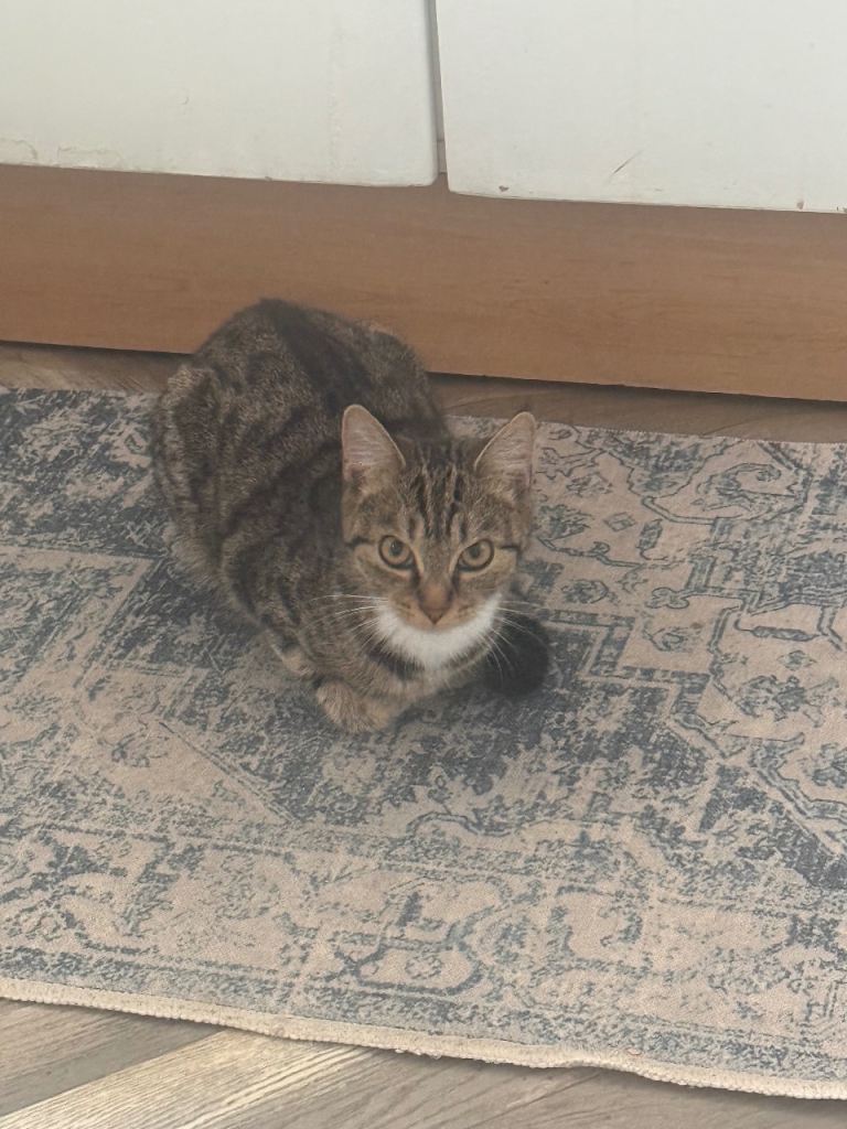 Cat for sale
